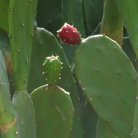 Foto de Yucatán