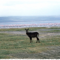 Foto de Nakuru