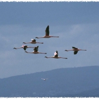 Foto de Nakuru