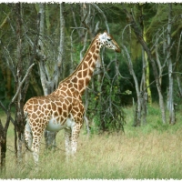 Foto de Nakuru