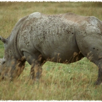 Foto de Nakuru