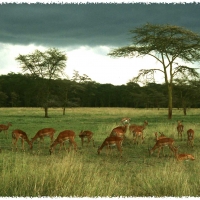Foto de Nakuru