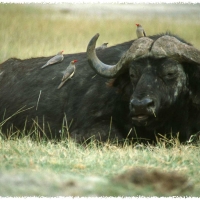 Foto de Nakuru