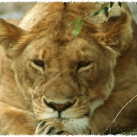 Foto de Masai Mara
