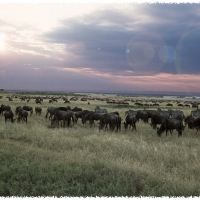 Foto de Masai Mara