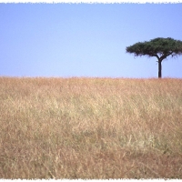 Foto de Masai Mara