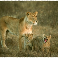 Foto de Ngorongoro