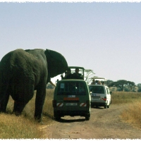 Foto de Serengeti