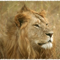 Foto de Serengeti