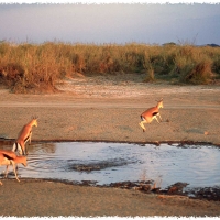 Foto de Serengeti