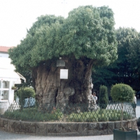 Foto de Lamego