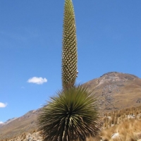 Foto de Cordillera blanca