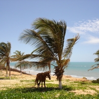 Foto de Aracati
