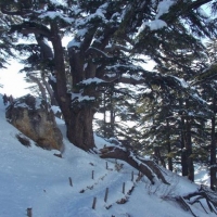 Foto de Cedars