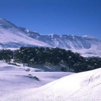 Foto de Cedars