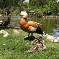 Foto de Escobar