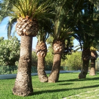 Foto de Marbella