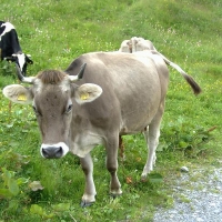 Foto de Kleine Scheidegg
