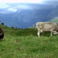 Foto de Kleine Scheidegg