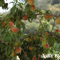 Foto de San José del Valle