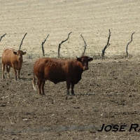 Foto de San José del Valle