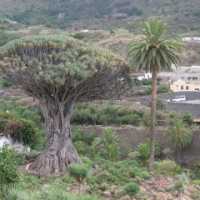 Foto de Tenerife