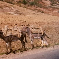 Foto de korca