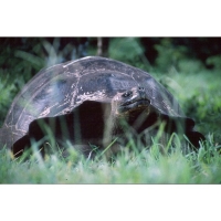 Foto de Galapagos