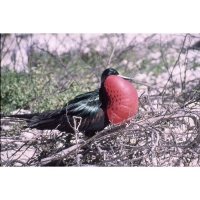 Foto de Galapagos