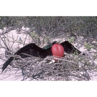 Foto de Galapagos
