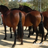 Foto de Jerez  de la Frontera