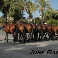 Foto de Jerez  de la Frontera