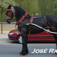 Foto de Jerez  de la Frontera