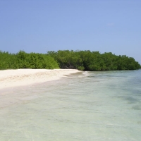 Foto de Morrocoy