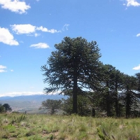Foto de Cordillera de los Andes