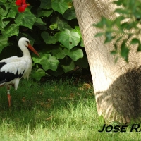 Foto de Jerez  de la Frontera