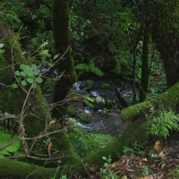 Foto de La Gomera