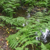 Foto de La Gomera