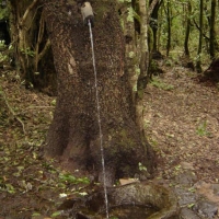 Foto de La Gomera