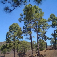 Foto de Tenerife