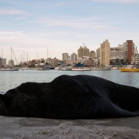 Foto de PUNTA DEL ESTE