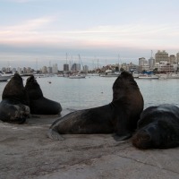 Foto de PUNTA DEL ESTE
