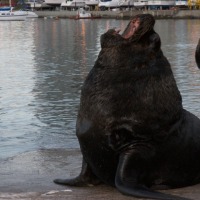 Foto de PUNTA DEL ESTE