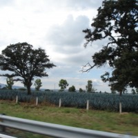 Foto de TEPATITLAN, JALISCO, MEXICO