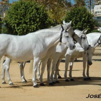 Foto de Jerez de la Frontera