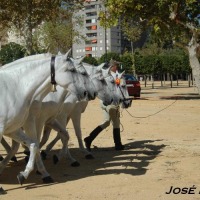 Foto de Jerez  de la Frontera