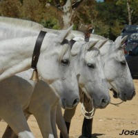Foto de Jerez  de la Frontera