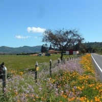 Foto de La Vinilla