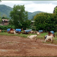 Foto de INN DEY