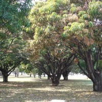 Foto de Brasilia